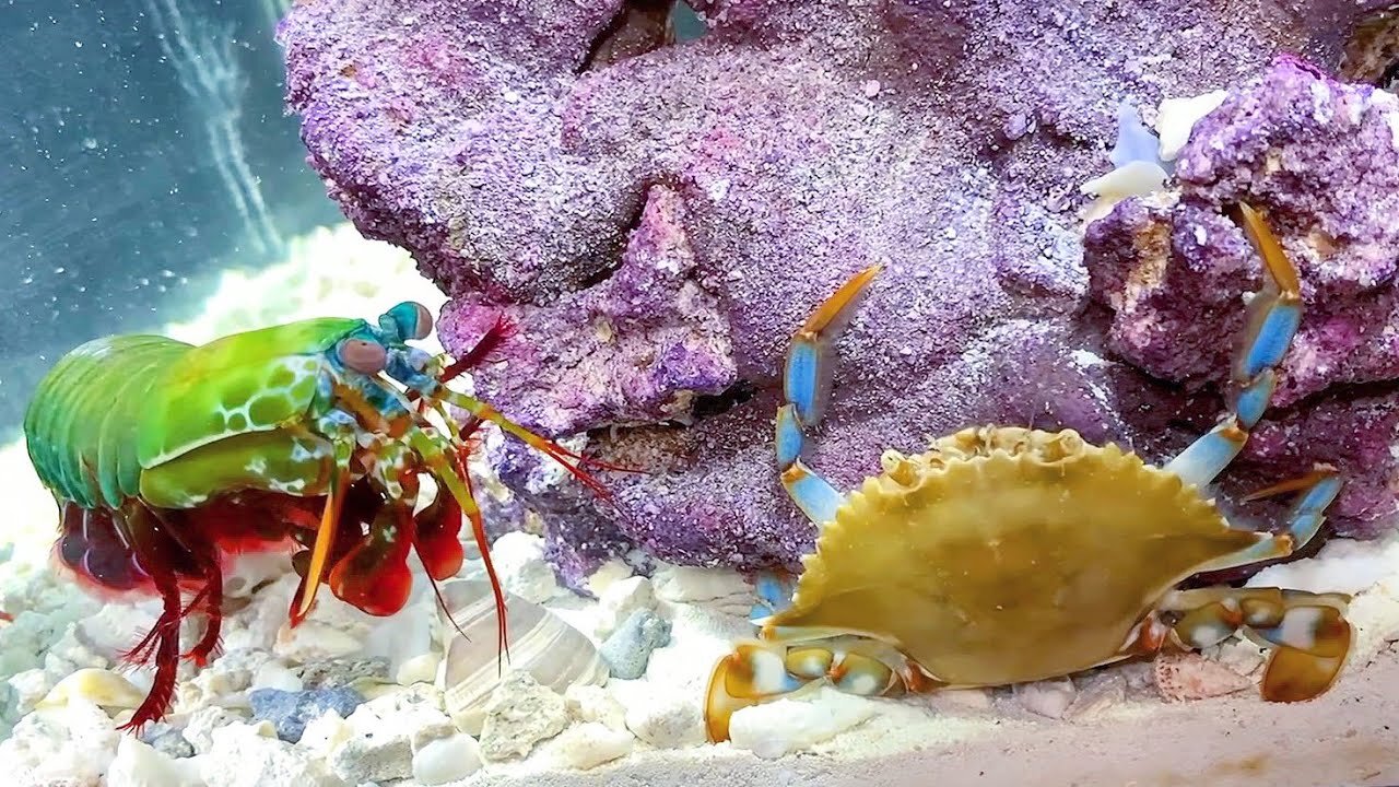 GIANT BLUE CRAB vs GIANT MANTIS SHRIMP! *Epic Battle Royale*