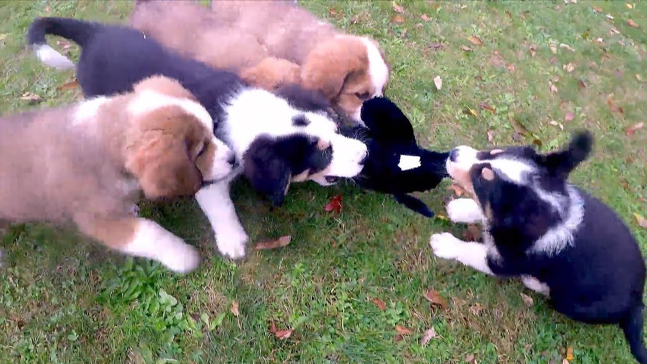 Berner puppies have adorable fight over new stuffed toy🥰🥰