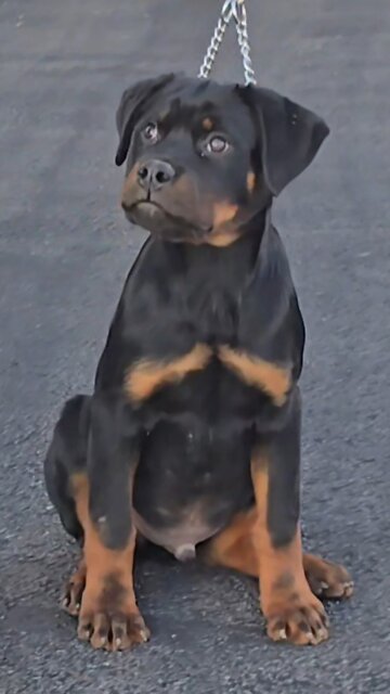 DU_ROTTIES