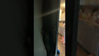 damn thats what it looked life Video By pinkpooopie