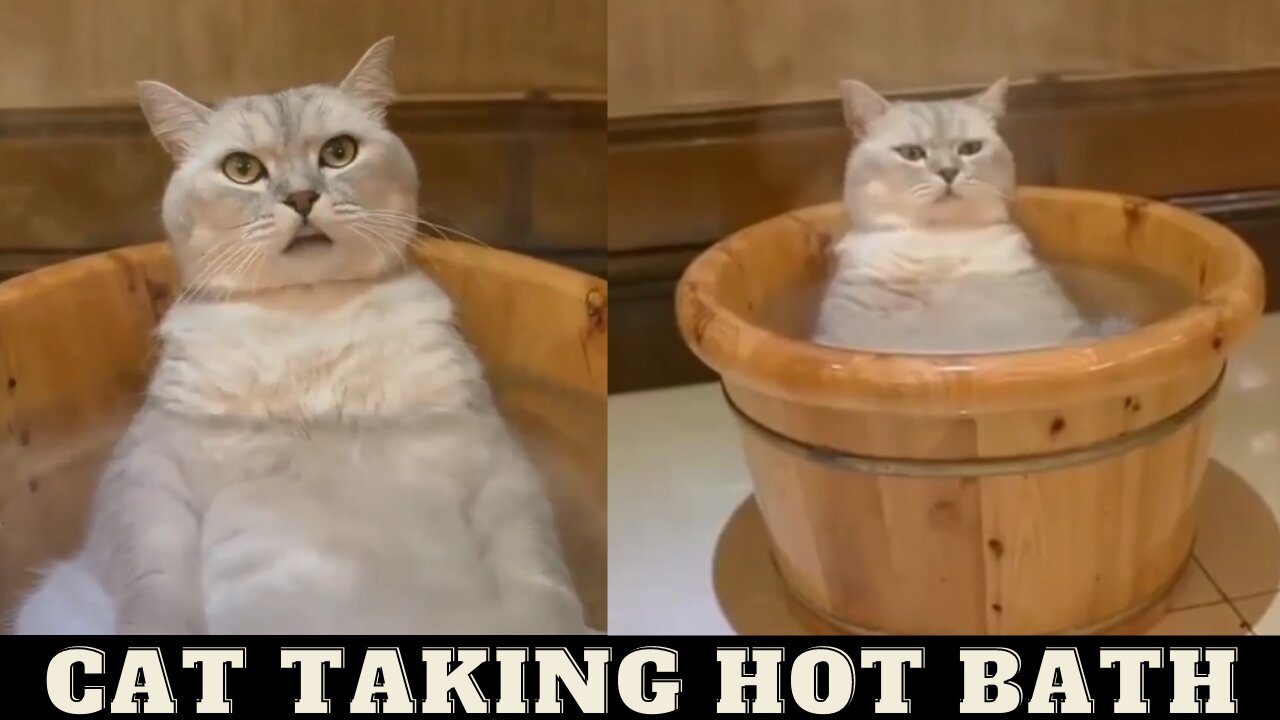 Cat is taking hot bath look at his reaction 😅