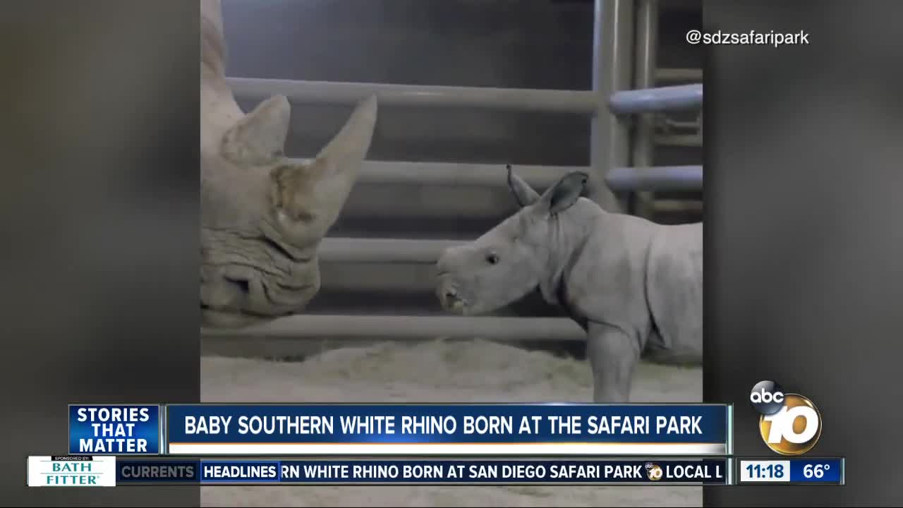 Baby southern white rhino born at Safari Park