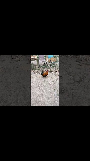 Rusty and his girls in the paddock and a couple of Muscovy Drakes