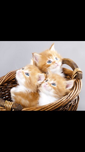 Toby the cat tried to climb a tree and got hilariously stuck halfway up