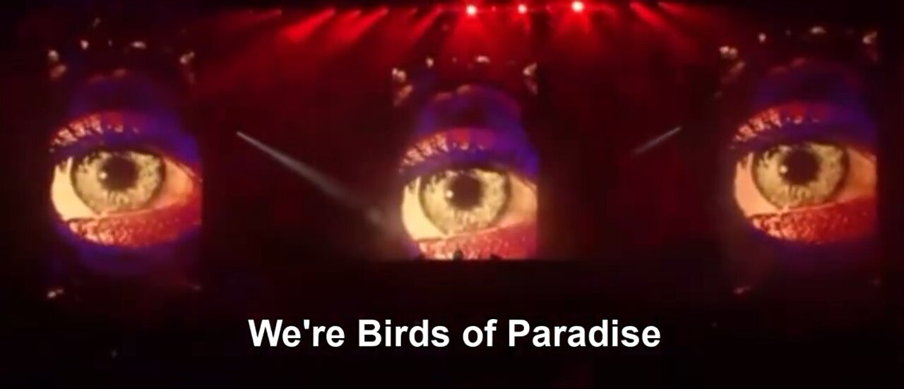 McAfee Post 9 2 2022 BIRDS OF PARADISE by Kaskade