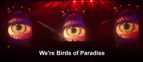 McAfee Post 9 2 2022 BIRDS OF PARADISE by Kaskade