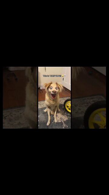 Using Snapchat filter on dog, looks like Disney character