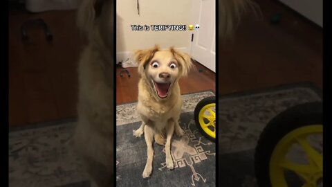 Using Snapchat filter on dog, looks like Disney character