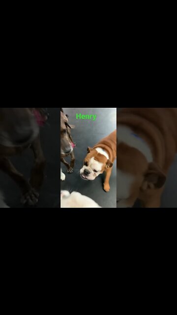 [Shorts 0115] HENRY [#dogs #doggos #doggies #puppies #dogdaycare]