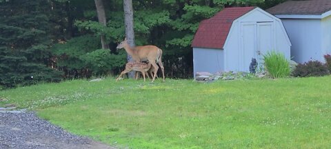 Twin fawns morning feeding time