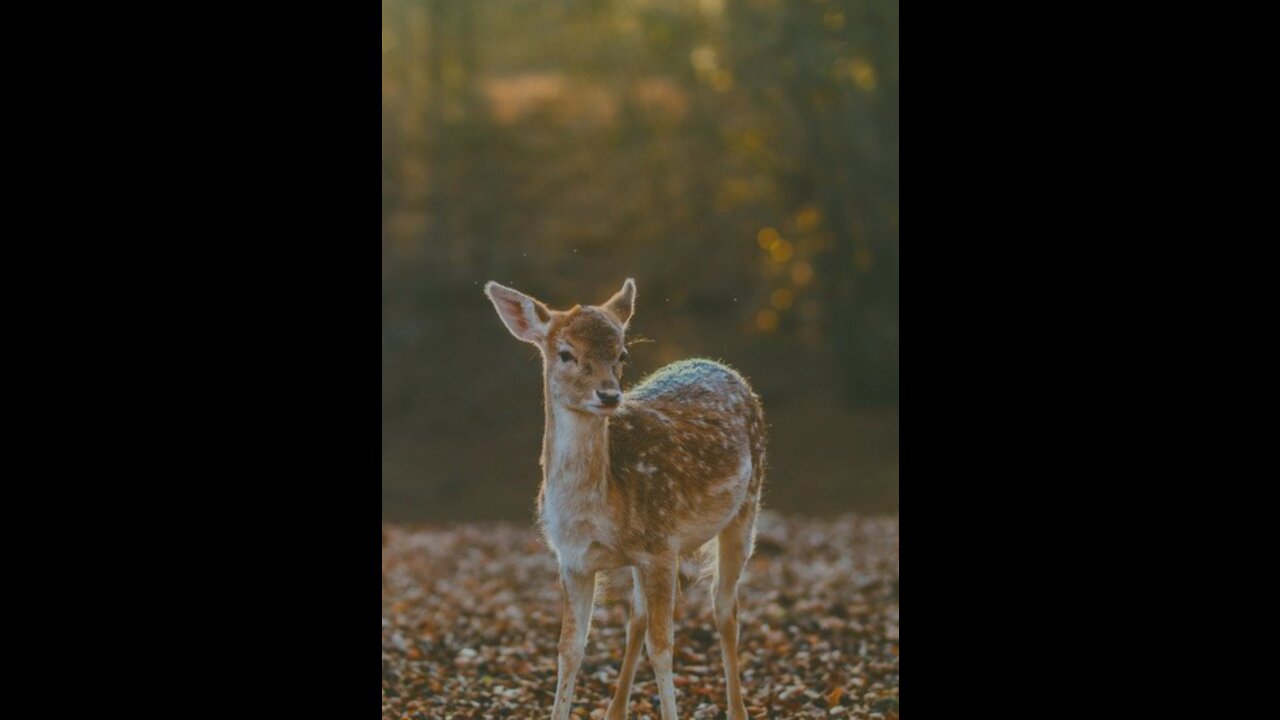 The first walk of a baby deer and hope for a bright future