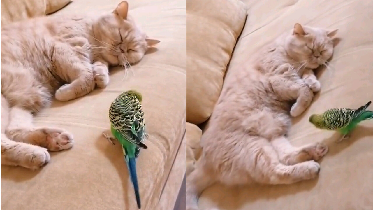 Funny bird loves his cat very much