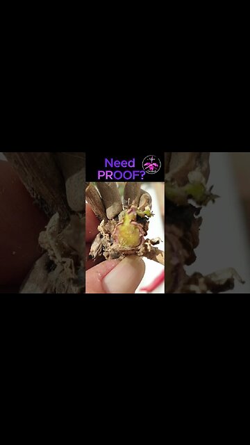 🔎Is IT? Or isn't IT? FUSARIUM! 🔍👀 Know the SIGNS! #ninjaorchids #orchidcare #fungus