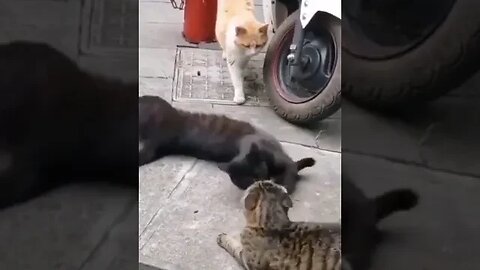 CAT VIDEO