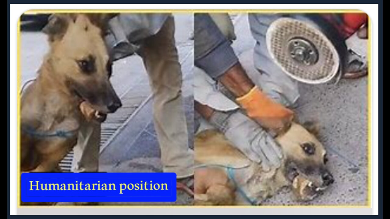 Dog was rescued from real death...influential humanitarian position !