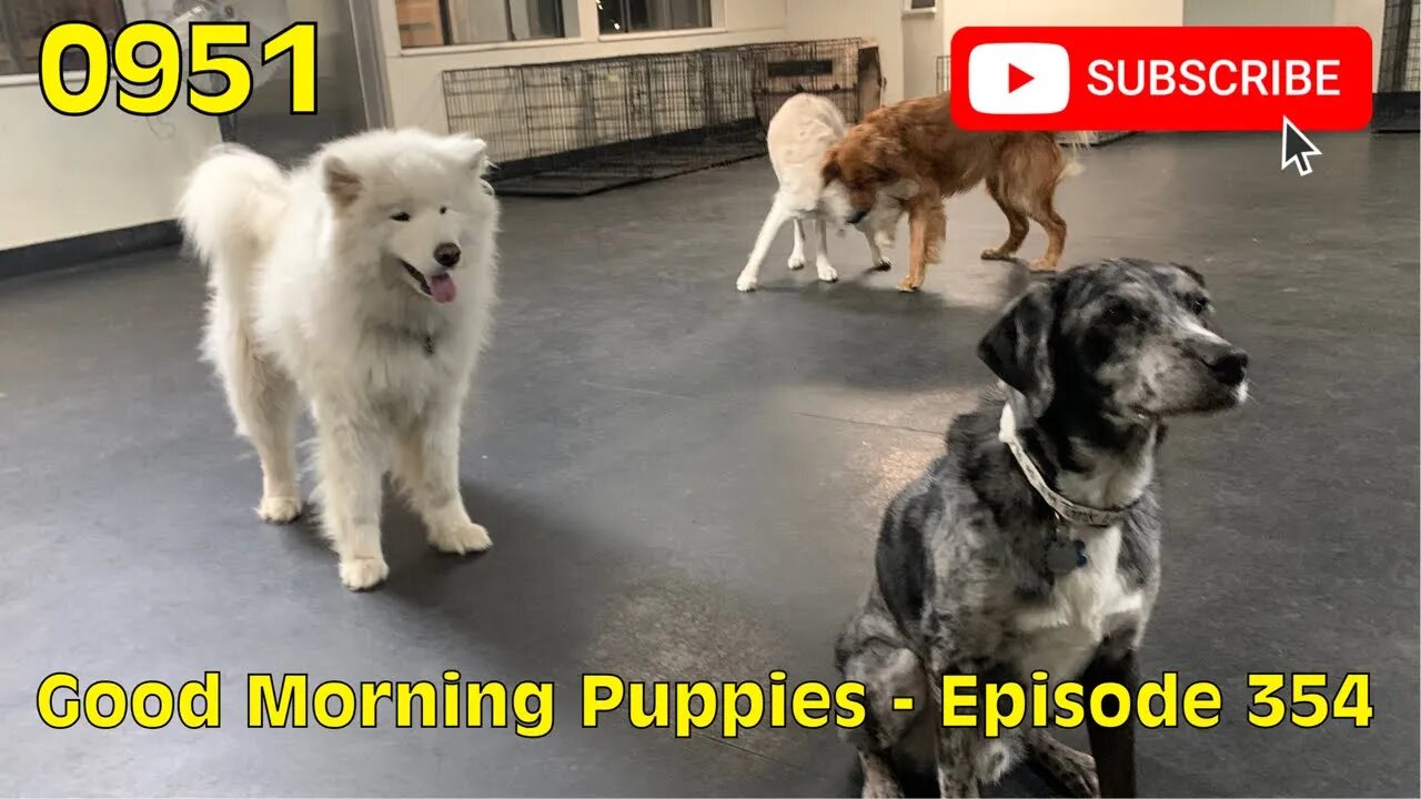 [0951] GOOD MORNING PUPPIES - EPISODE 354 [#dogs #doggos #doggos #puppies #dogdaycare]