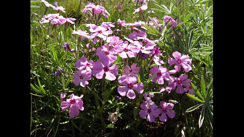plants and mushrooms of-in the blue mountains