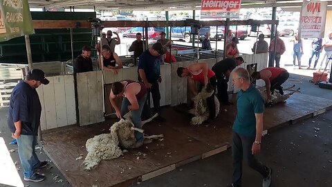 Preliminary Rounds 3 Mike McWilliams Oregon Shearing Contest Pro Division