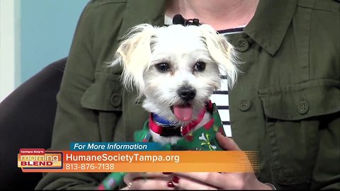 Humane Society | Morning Blend