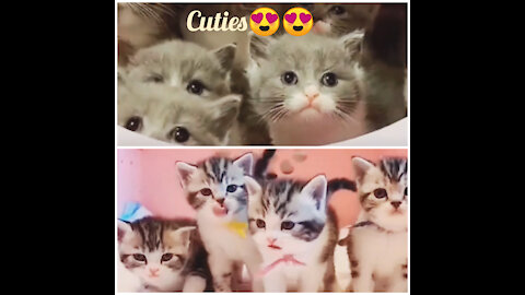 Cute, fun and lovely baby cats