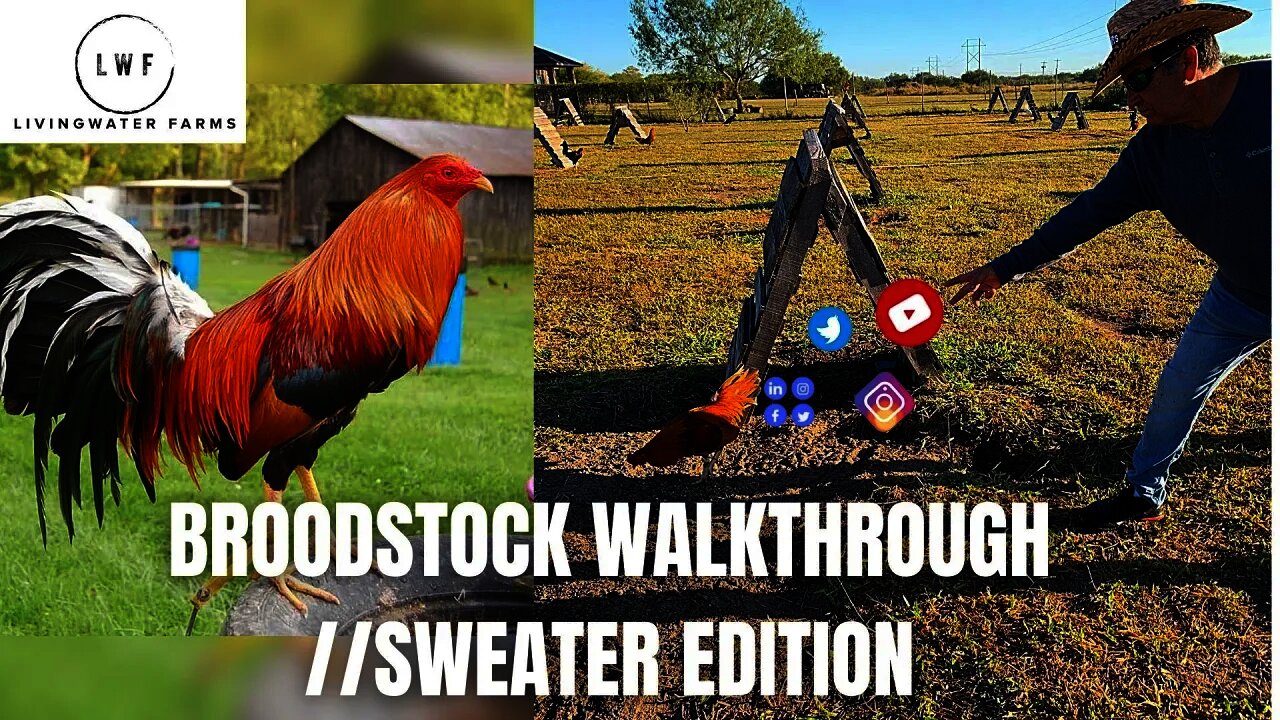 Gamefowl Gamefarm Broodstock Walkthrough // Sweater Edition