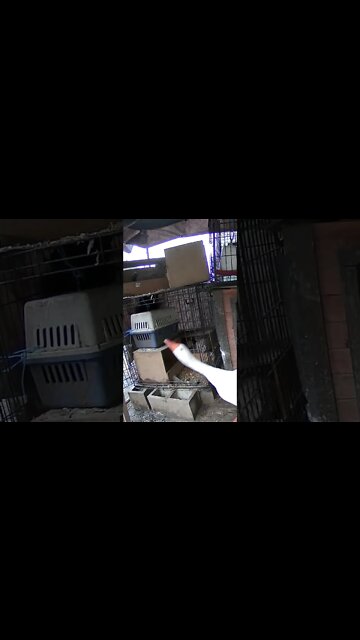 Gander protecting goslings