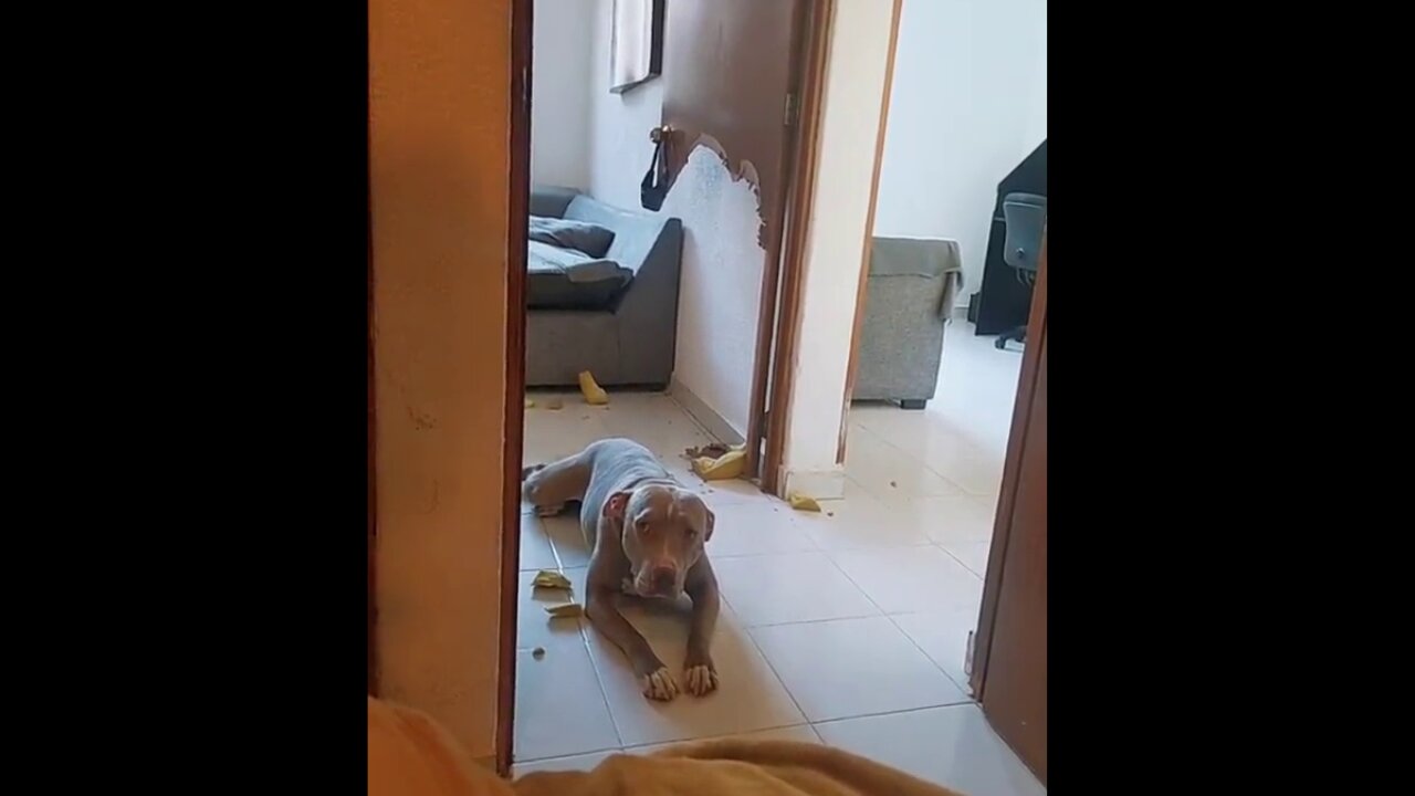 Cute Dog Pretending Like Nothing happend