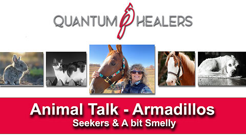 Animal Talk - Armadillos- Seekers and a Bit Smelly