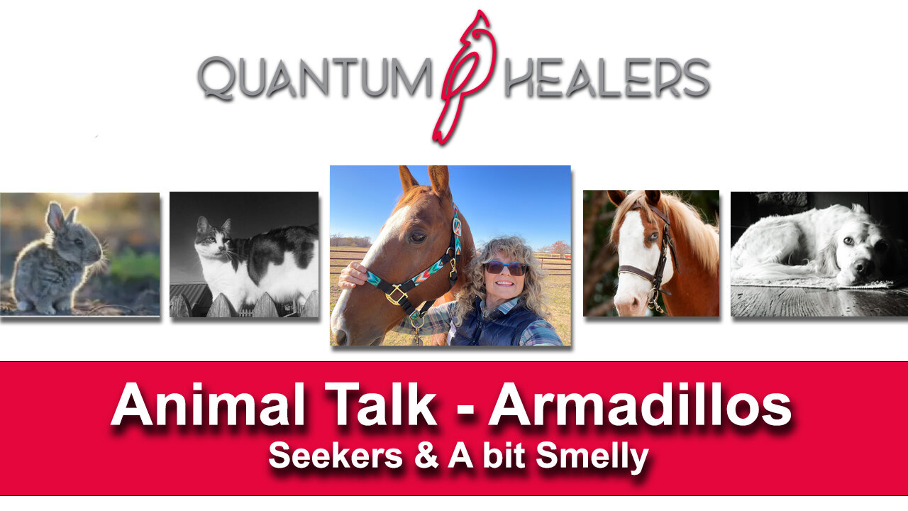 Animal Talk - Armadillos- Seekers and a Bit Smelly