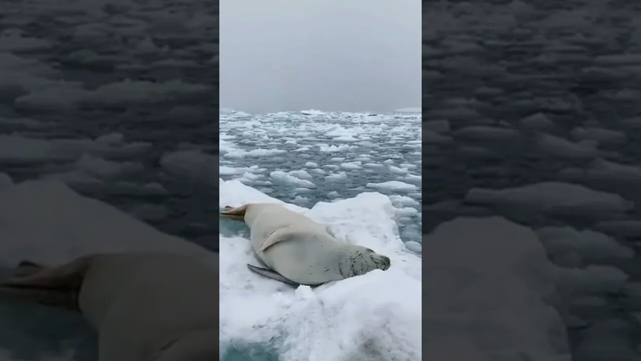 Seal spending his Weekend 😁 | #Shorts #Animals #Ocean