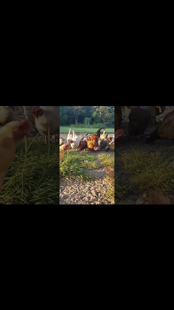 Scratching Around With #chickens
