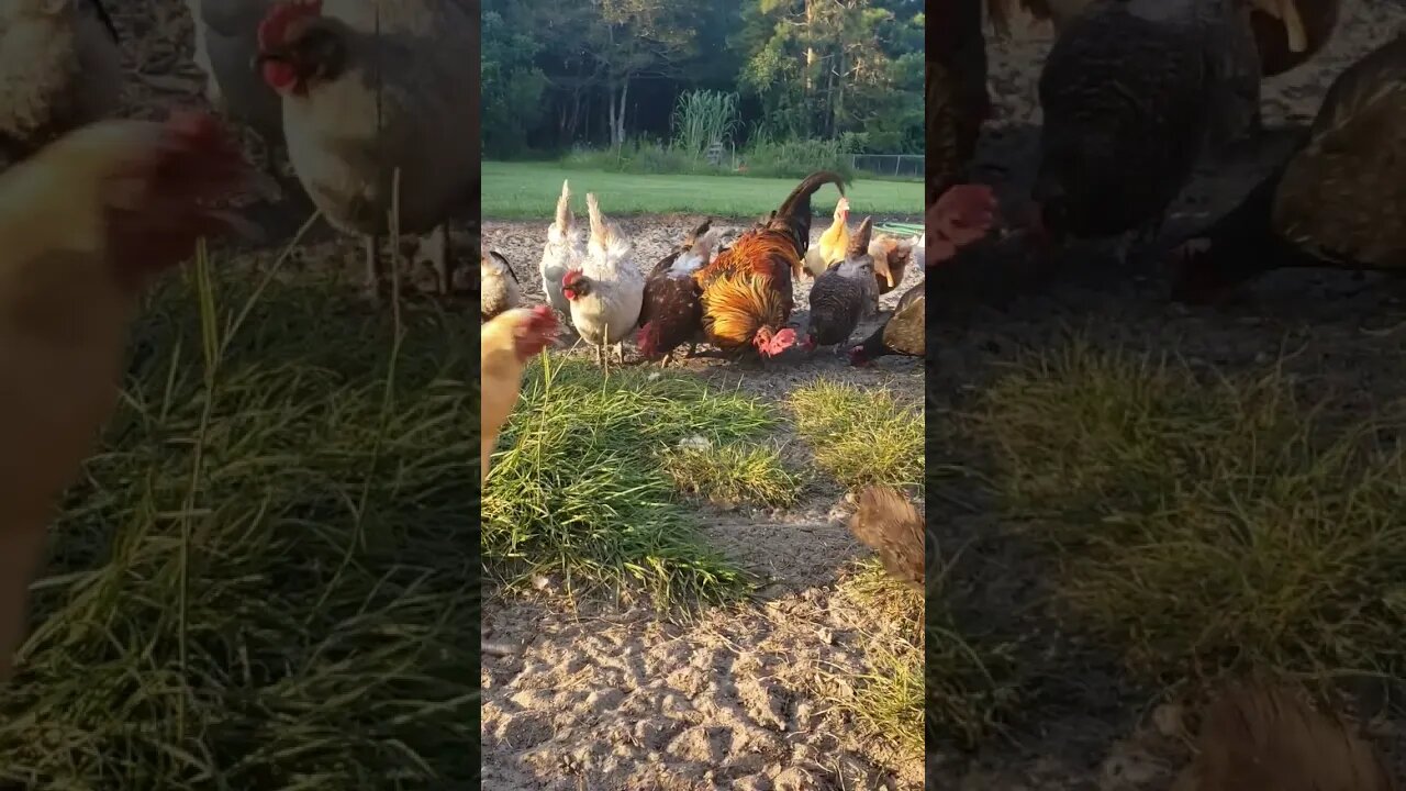 Scratching Around With #chickens