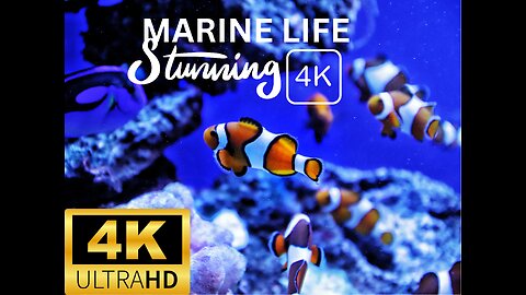 MARINE LIFE IN STUNNING 4K