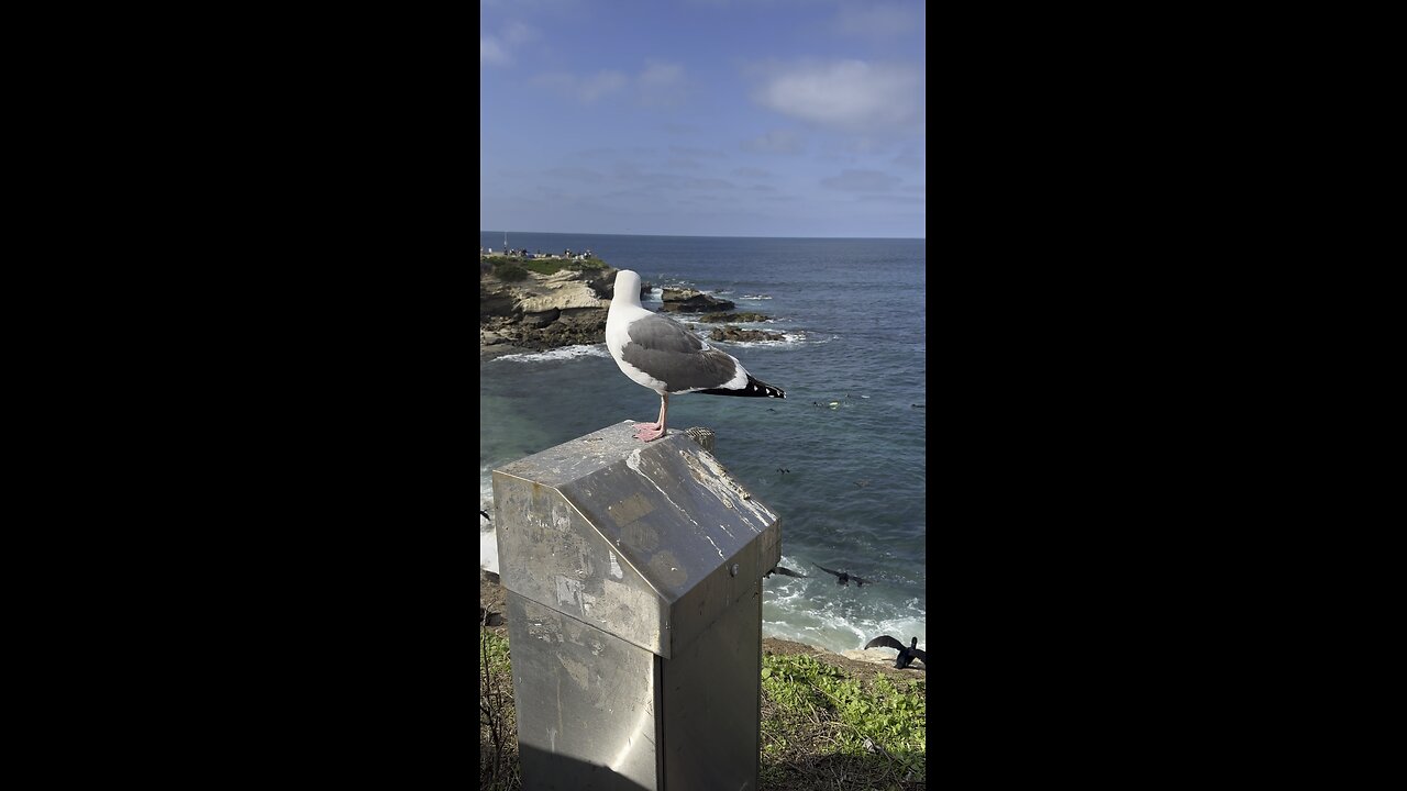La jolla sandiego