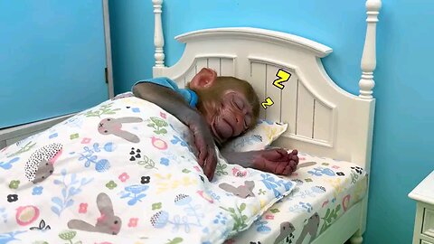 Monkey Baby Bon Bon goes shark fishing and eats watermelon and ducklings in the garden