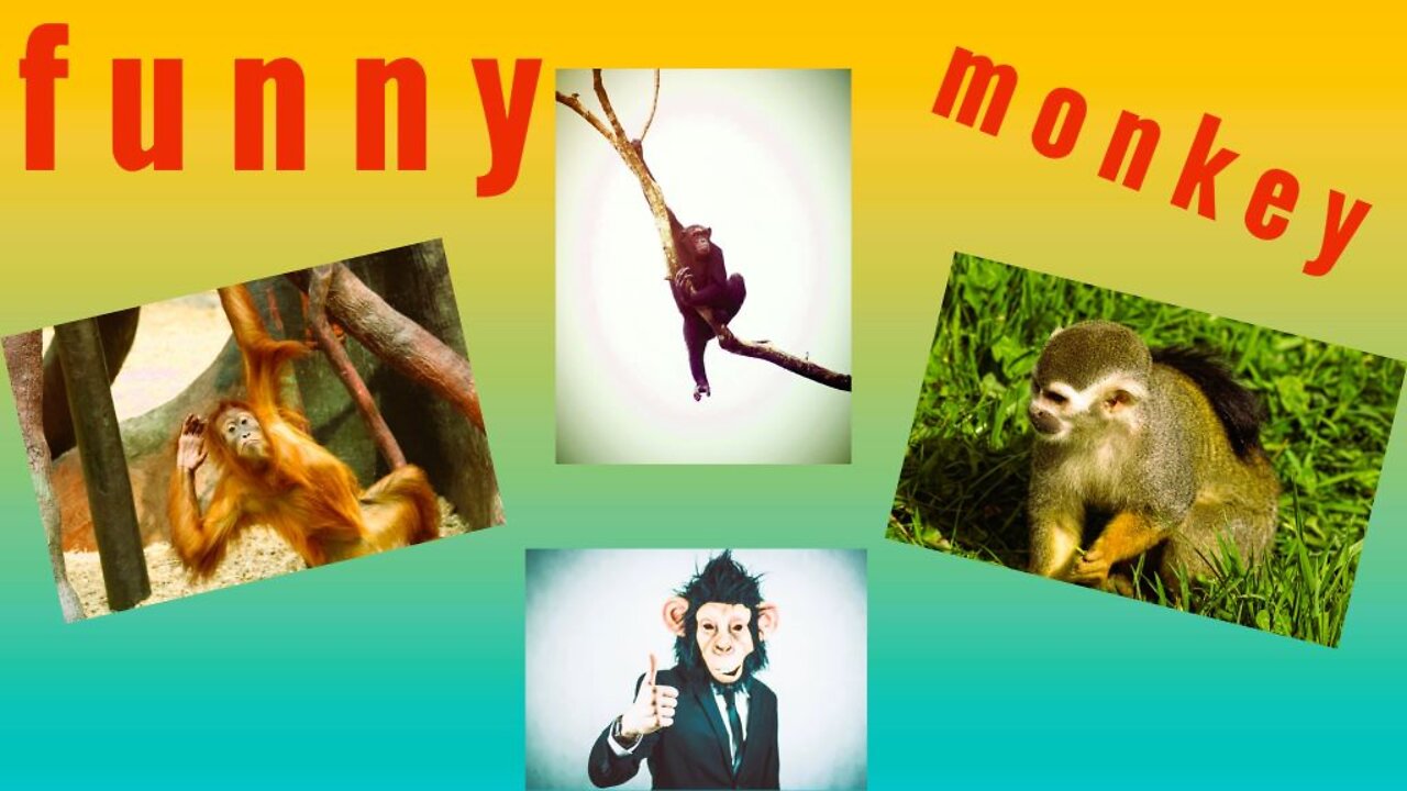 Funny monkeys