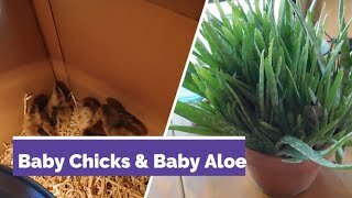 Splitting Aloe Vera & The Olive Eggers