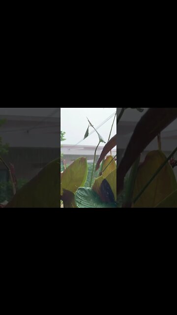 Rain at its best. Enjoy the sounds of nature. ☺️☺️☺️👍👍👍