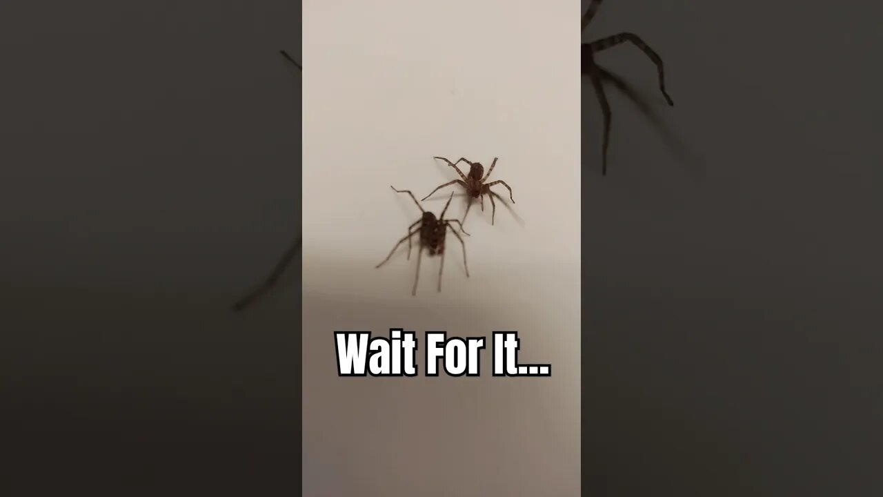 Spider Scares the Crap Out of His Buddy and Himself 😂 #shorts #spider #funny