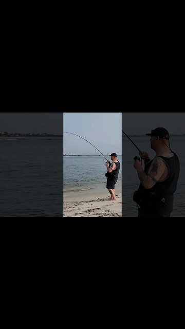 Huge Sea Robin feat @tailwaterdreams