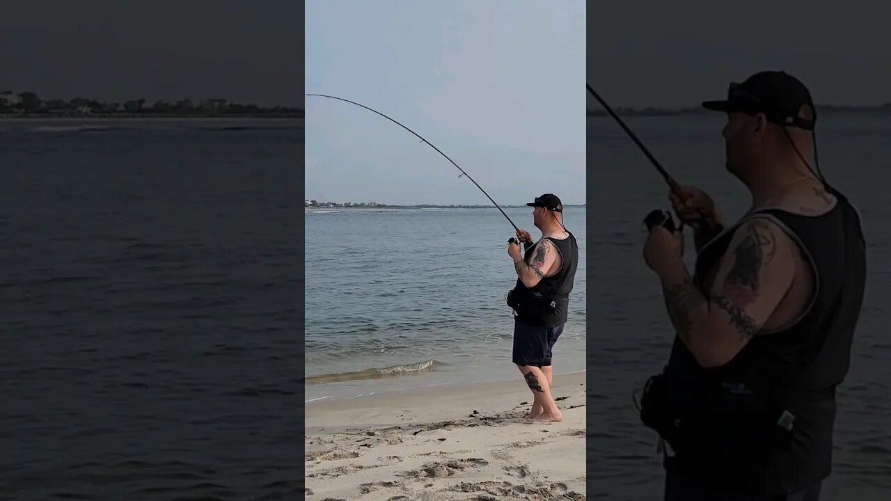 Huge Sea Robin feat @tailwaterdreams