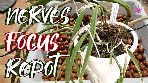 Overdue Orchid Repot |Epidendrum parkinsonianum 5 years in semi hydroponics! #ninjaorchids