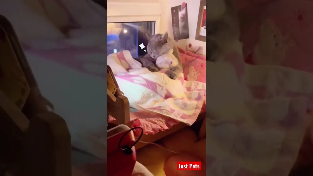 Most liked Cat video 2021 #shorts #tiktok #cute #funnyanimals