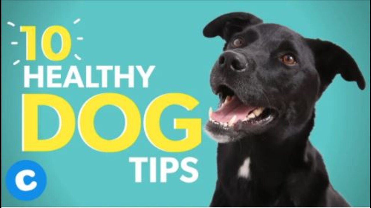 10 Healthy Dog Tips to Help Your Dog Live Longer | Chewy