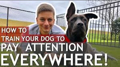 How to Train a Dog to Pay Attention