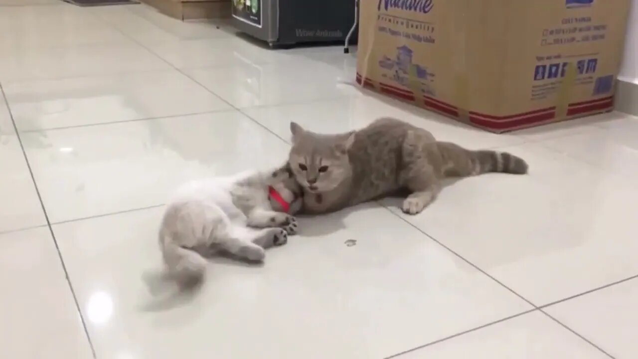 Funny animal video 🤣#pets