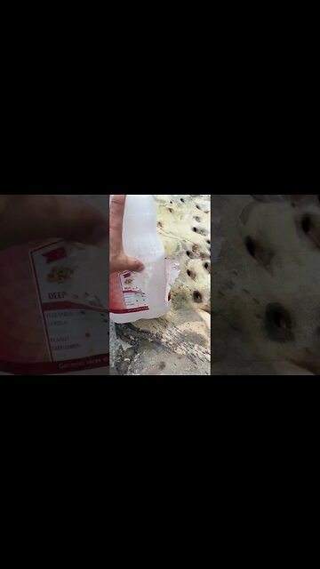 Powerful LESS LETHAL 12 Gauge