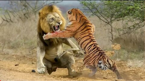 The Jim Corbett nation park India tiger movement😱😱