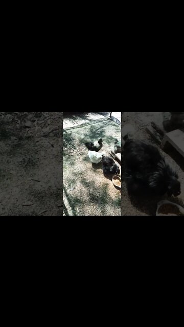 Good morning Silkies And another Silkie Rooster calling his girls for mash