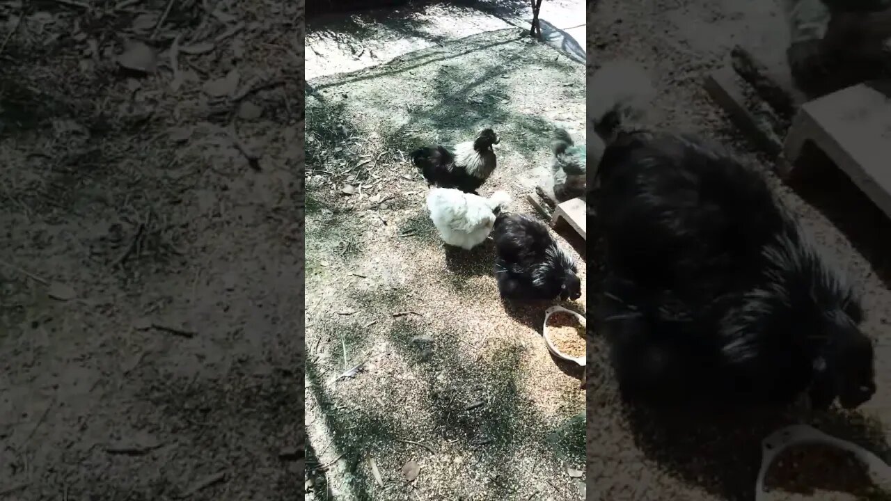 Good morning Silkies And another Silkie Rooster calling his girls for mash
